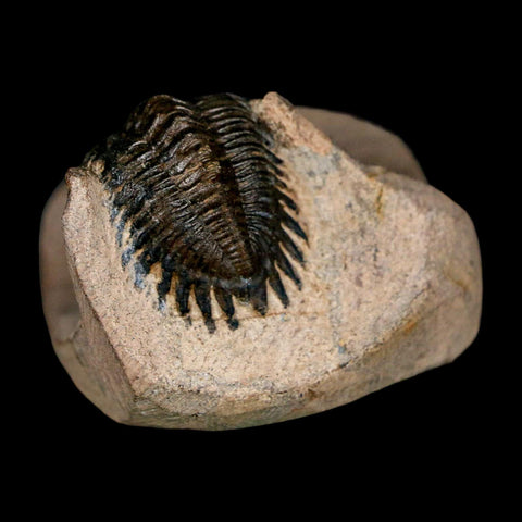 1.9" Metacanthina Issoumourensis Trilobite Fossil Devonian Age 400 Mil Yrs Old COA - Fossil Age Minerals