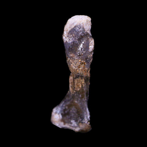 Captorhinus Aguti Fossil Femur Bone Permian Age Reptile 299 Mil Yrs Old Display COA - Fossil Age Minerals