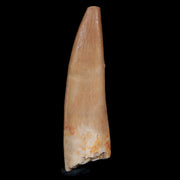 1.7" Plesiosaur Zarafasaura Tooth Fossil Cretaceous Dinosaur Era COA, Stand