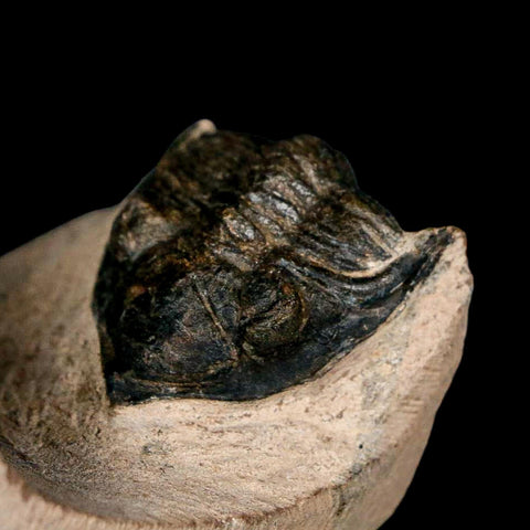 1.9" Metacanthina Issoumourensis Trilobite Fossil Devonian Age 400 Mil Yrs Old COA - Fossil Age Minerals