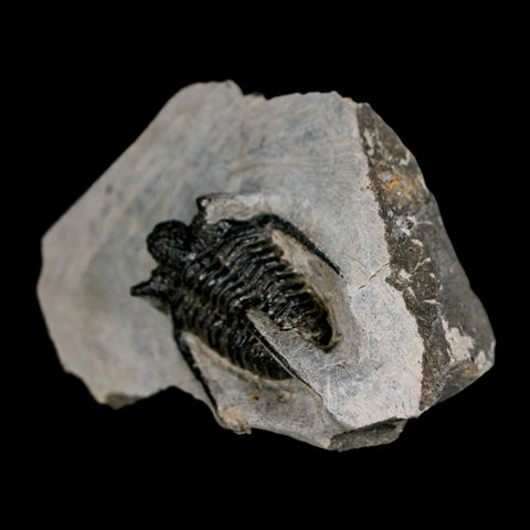 1.4" Cyphaspis Otarion Spiny Trilobite Fossil Devonian Age 400 Mil Yrs Old COA - Fossil Age Minerals