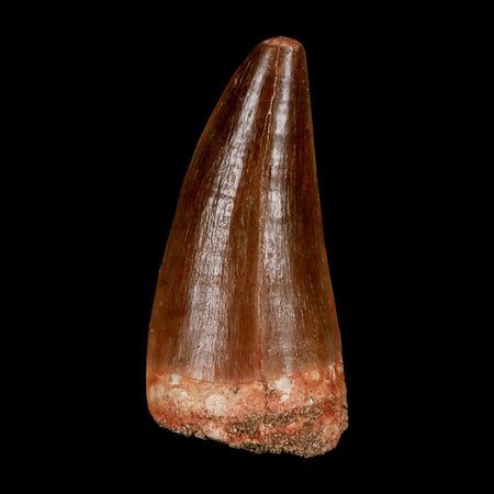 XL 2.1"  Mosasaur Prognathodon Fossil Tooth Cretaceous Dinosaur Era COA & Stand