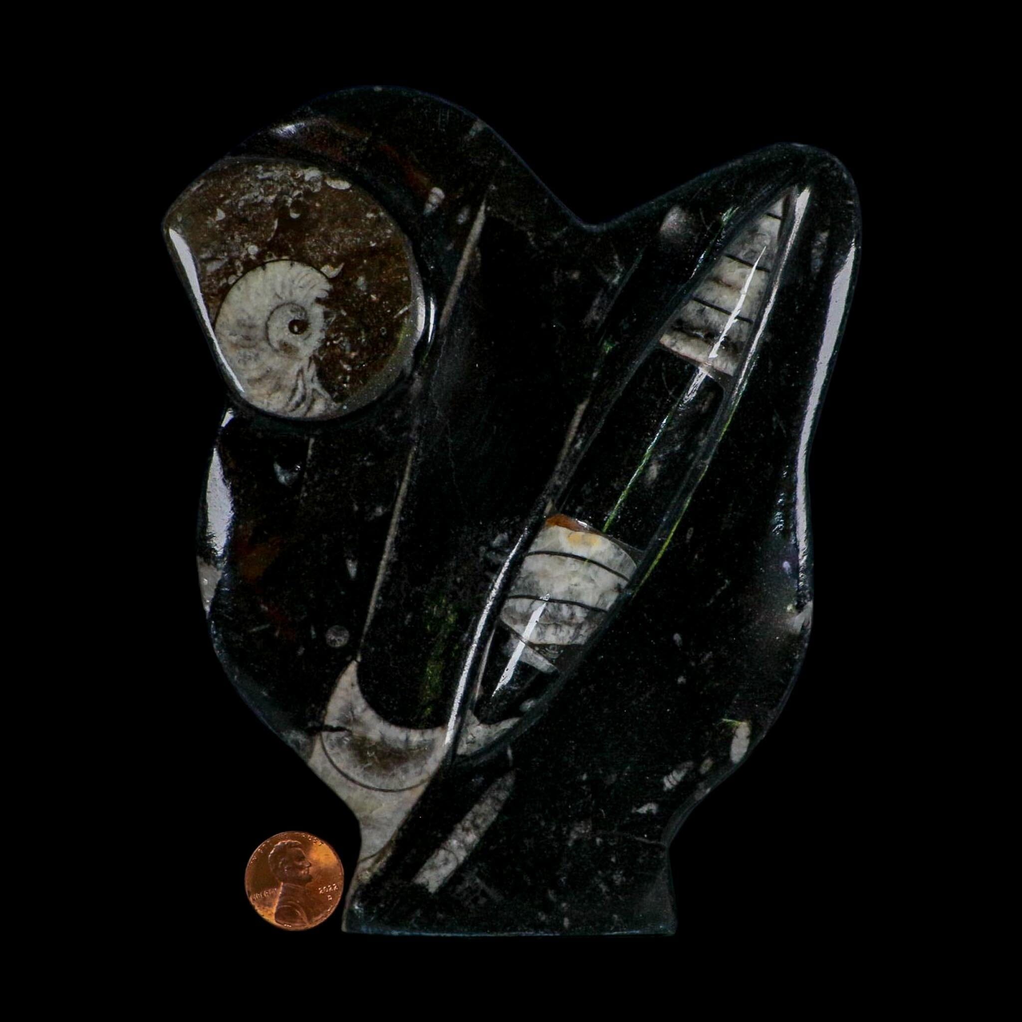 6.2" Orthoceras And Goniatite Ammonite Fossil Display Erfoud Morocco Devonian Age