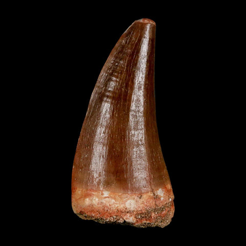 XL 2.1"  Mosasaur Prognathodon Fossil Tooth Cretaceous Dinosaur Era COA & Stand