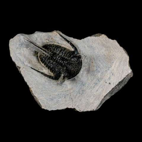 1.4" Cyphaspis Otarion Spiny Trilobite Fossil Devonian Age 400 Mil Yrs Old COA - Fossil Age Minerals