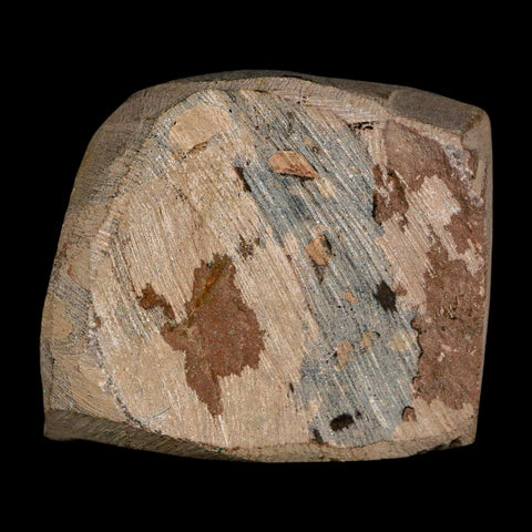 1.9" Metacanthina Issoumourensis Trilobite Fossil Devonian Age 400 Mil Yrs Old COA - Fossil Age Minerals