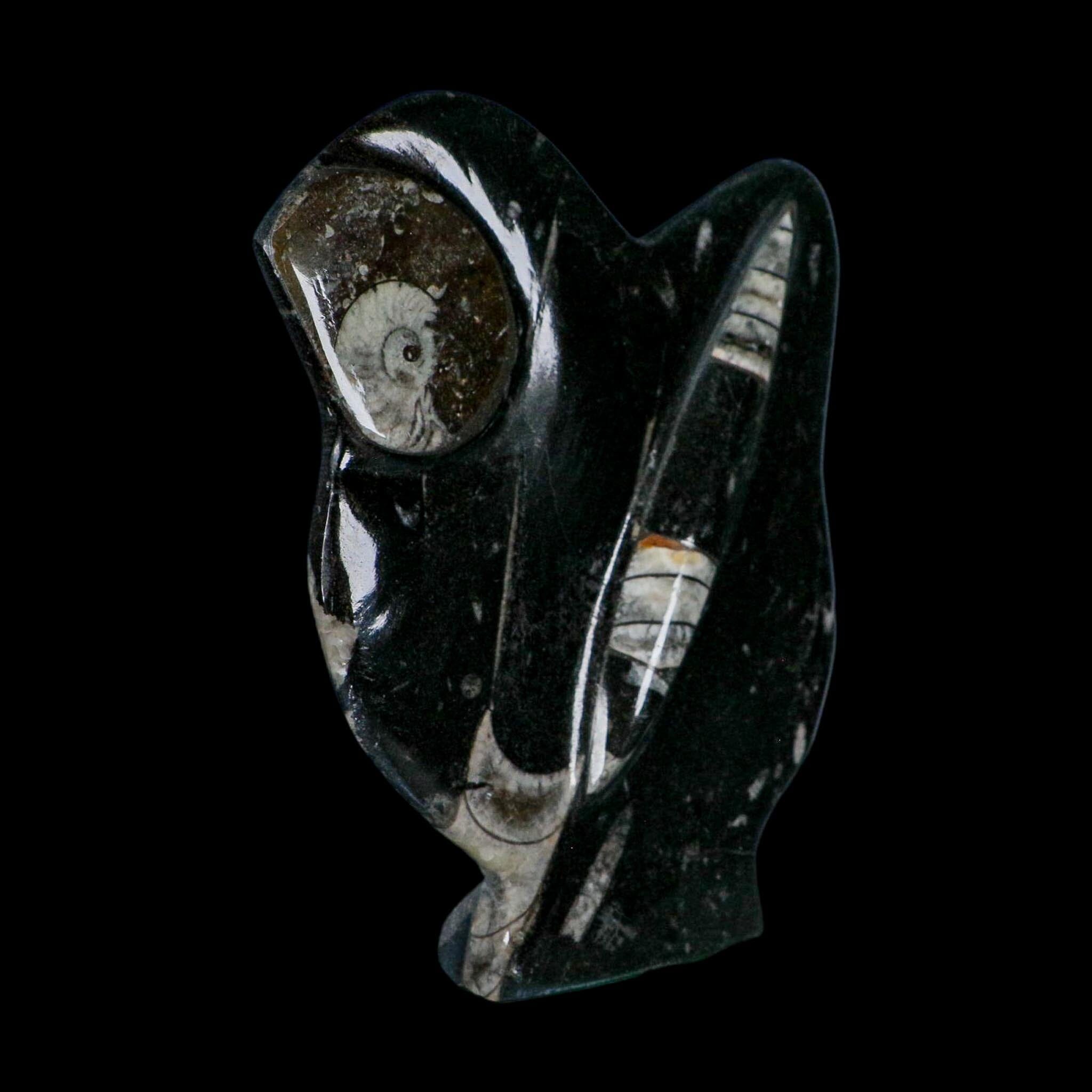 6.2" Orthoceras And Goniatite Ammonite Fossil Display Erfoud Morocco Devonian Age