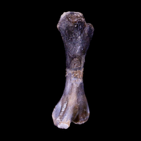 Captorhinus Aguti Fossil Femur Bone Permian Age Reptile 299 Mil Yrs Old Display COA