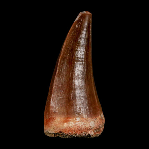 XL 2.1"  Mosasaur Prognathodon Fossil Tooth Cretaceous Dinosaur Era COA & Stand