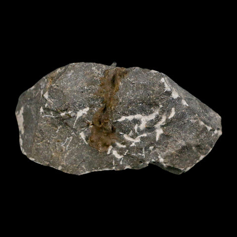 1.4" Cyphaspis Otarion Spiny Trilobite Fossil Devonian Age 400 Mil Yrs Old COA - Fossil Age Minerals