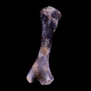 Captorhinus Aguti Fossil Femur Bone Permian Age Reptile 299 Mil Yrs Old Display COA