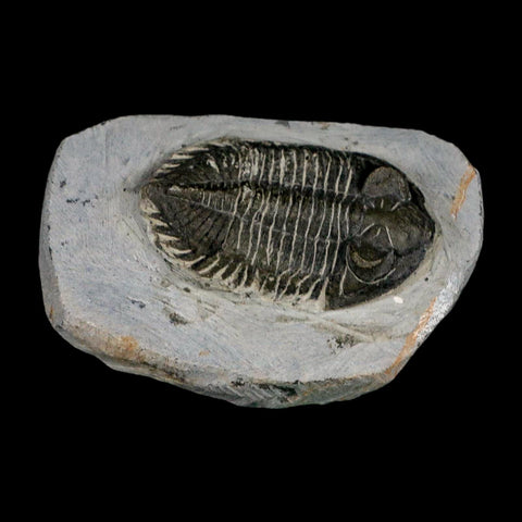2.3" Metacanthina Issoumourensis Trilobite Fossil Devonian Age 400 Mil Yrs Old COA - Fossil Age Minerals
