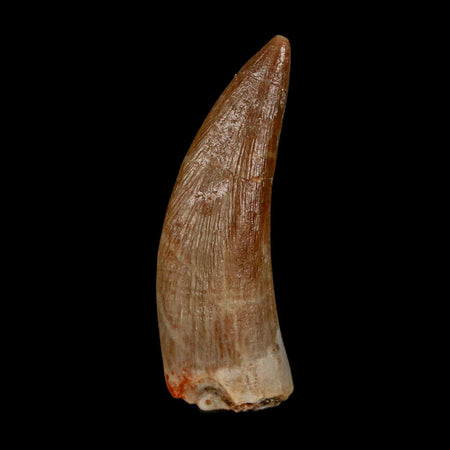 1.5" Plesiosaur Zarafasaura Tooth Fossil Cretaceous Dinosaur Era COA, Stand
