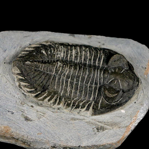 2.3" Metacanthina Issoumourensis Trilobite Fossil Devonian Age 400 Mil Yrs Old COA - Fossil Age Minerals