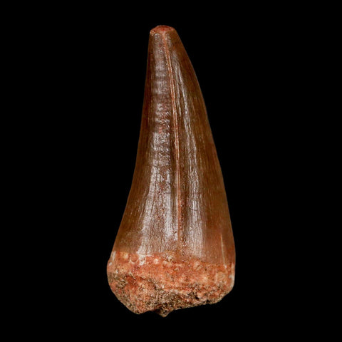 XL 2.1"  Mosasaur Prognathodon Fossil Tooth Cretaceous Dinosaur Era COA & Stand