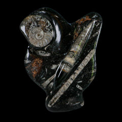 62 Orthoceras And Goniatite Ammonite Fossil Display Erfoud Morocco