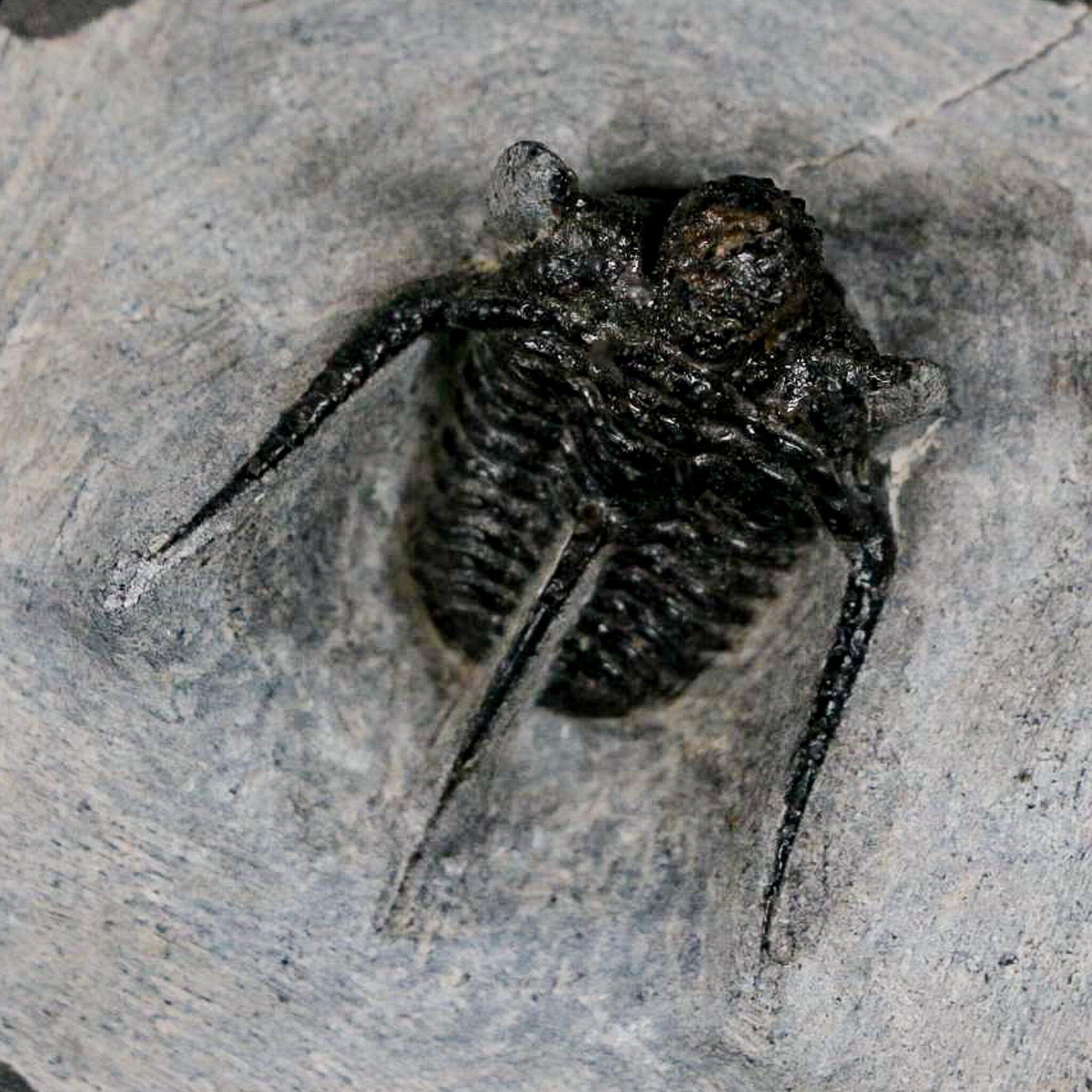 1.3" Cyphaspis Otarion Spiny Trilobite Fossil Devonian Age 400 Mil Yrs Old COA - Fossil Age Minerals