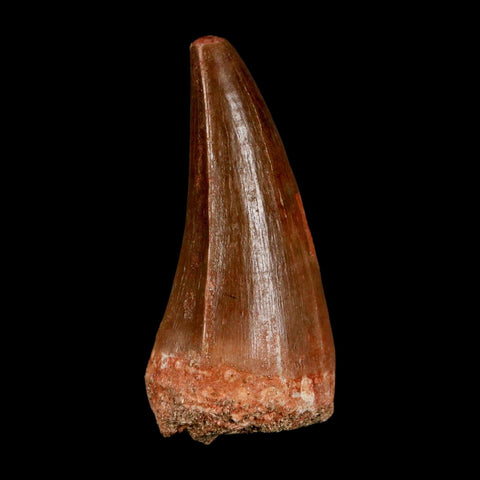 XL 2.1"  Mosasaur Prognathodon Fossil Tooth Cretaceous Dinosaur Era COA & Stand