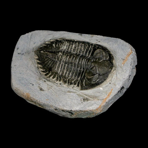 2.3" Metacanthina Issoumourensis Trilobite Fossil Devonian Age 400 Mil Yrs Old COA - Fossil Age Minerals