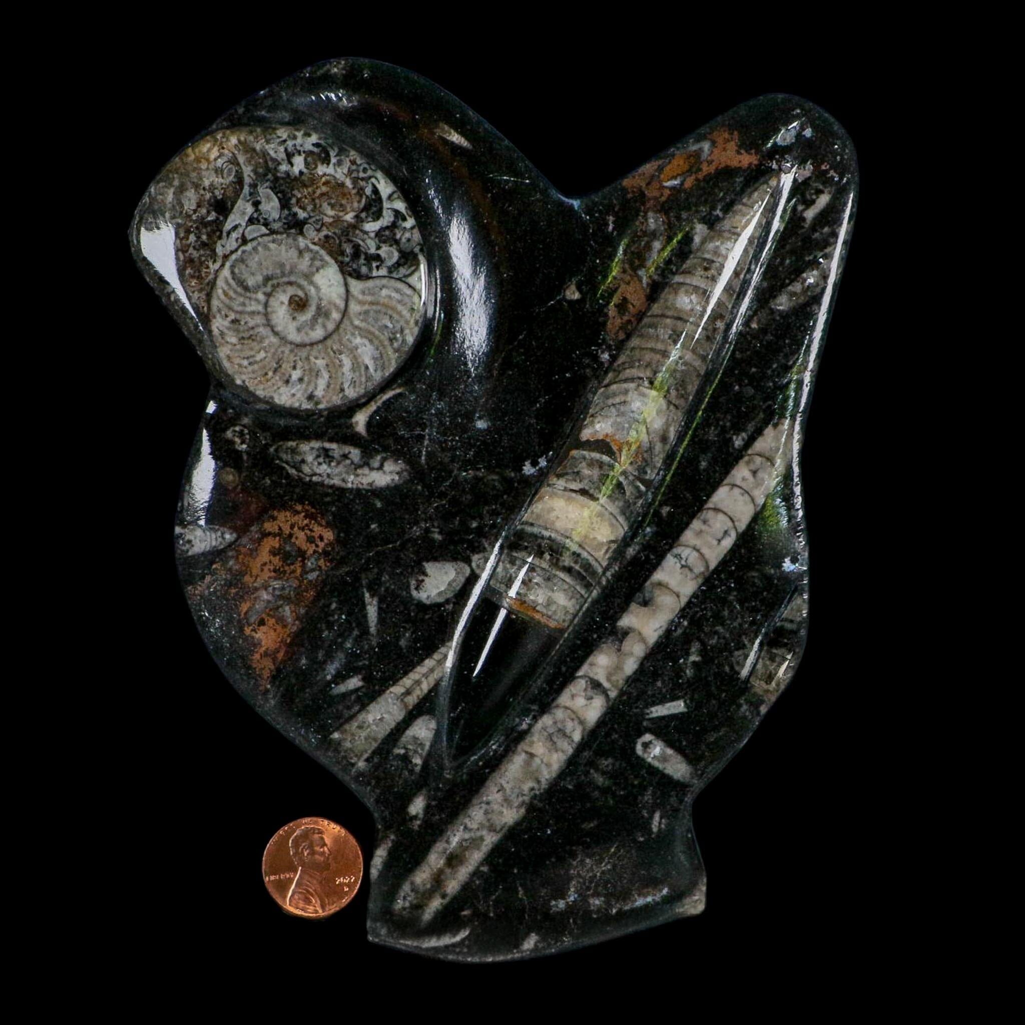 6.2" Orthoceras And Goniatite Ammonite Fossil Display Erfoud Morocco Devonian Age