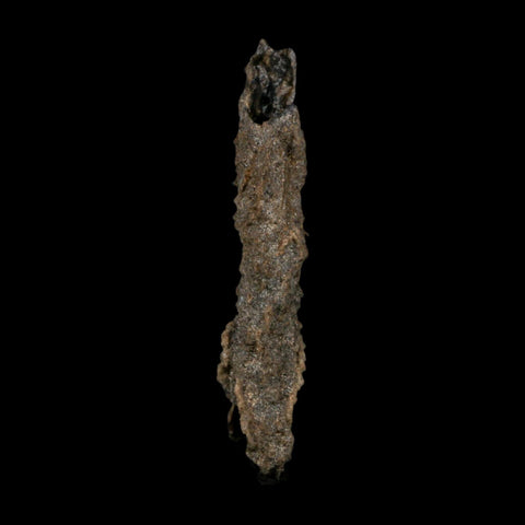 3.9" Fulgurite Petrified Lightning Strike Glass Sahara Desert Algeria - Fossil Age Minerals