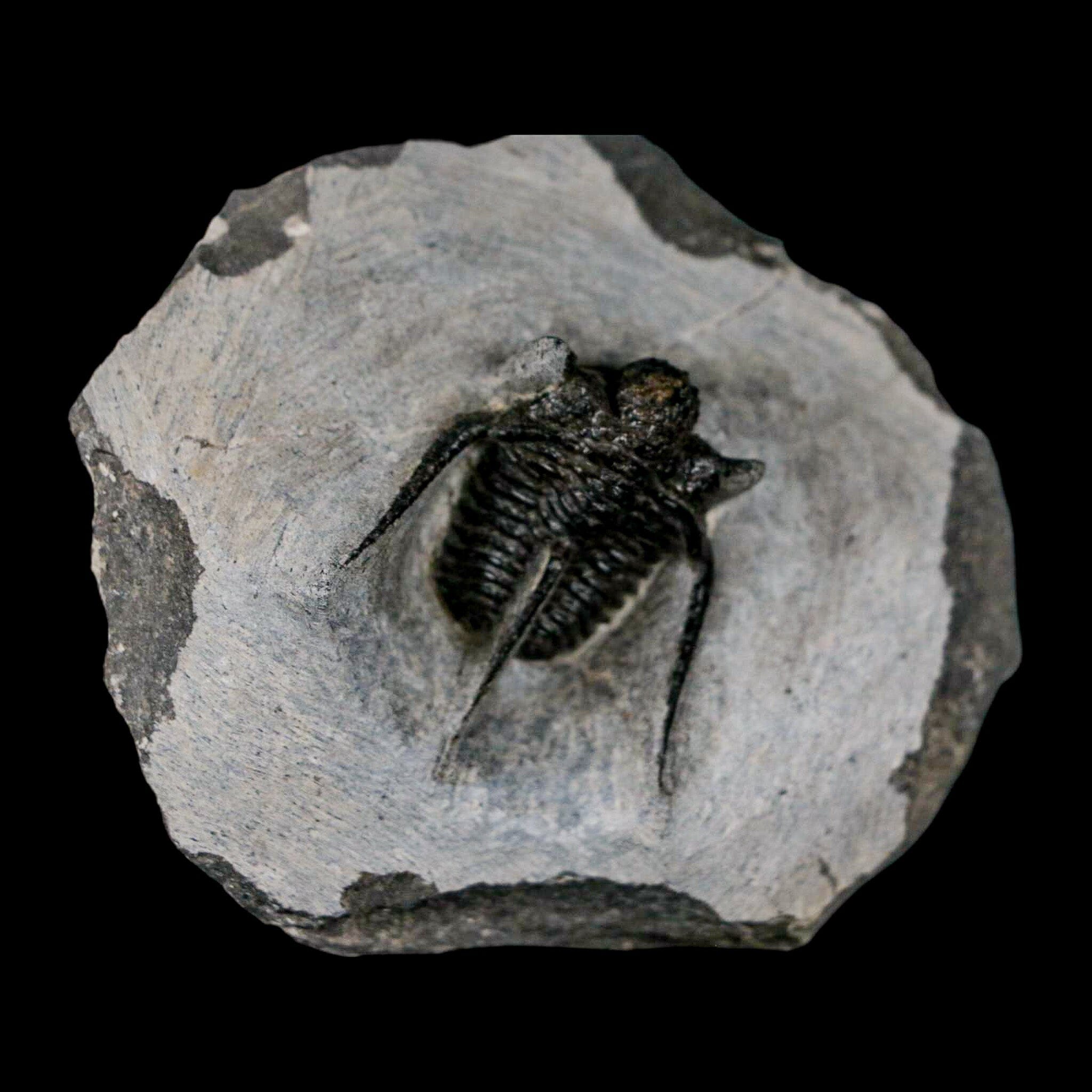 1.3" Cyphaspis Otarion Spiny Trilobite Fossil Devonian Age 400 Mil Yrs Old COA - Fossil Age Minerals