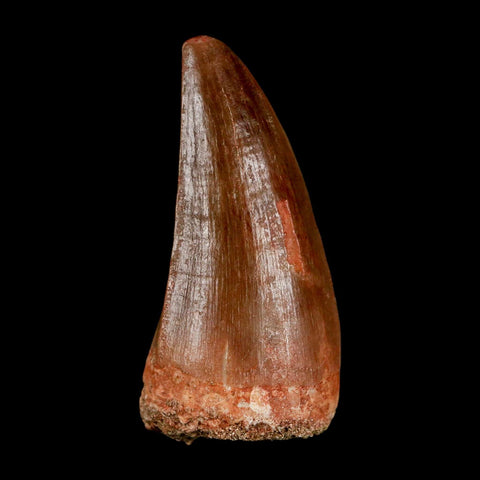 XL 2.1"  Mosasaur Prognathodon Fossil Tooth Cretaceous Dinosaur Era COA & Stand