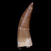 XL 2.1" Plesiosaur Zarafasaura Tooth Fossil Cretaceous Dinosaur Era COA, Stand