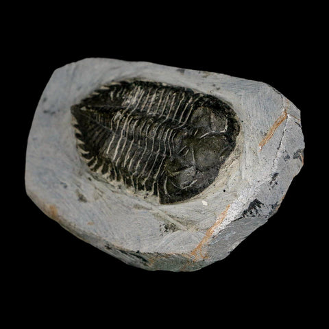 2.3" Metacanthina Issoumourensis Trilobite Fossil Devonian Age 400 Mil Yrs Old COA - Fossil Age Minerals