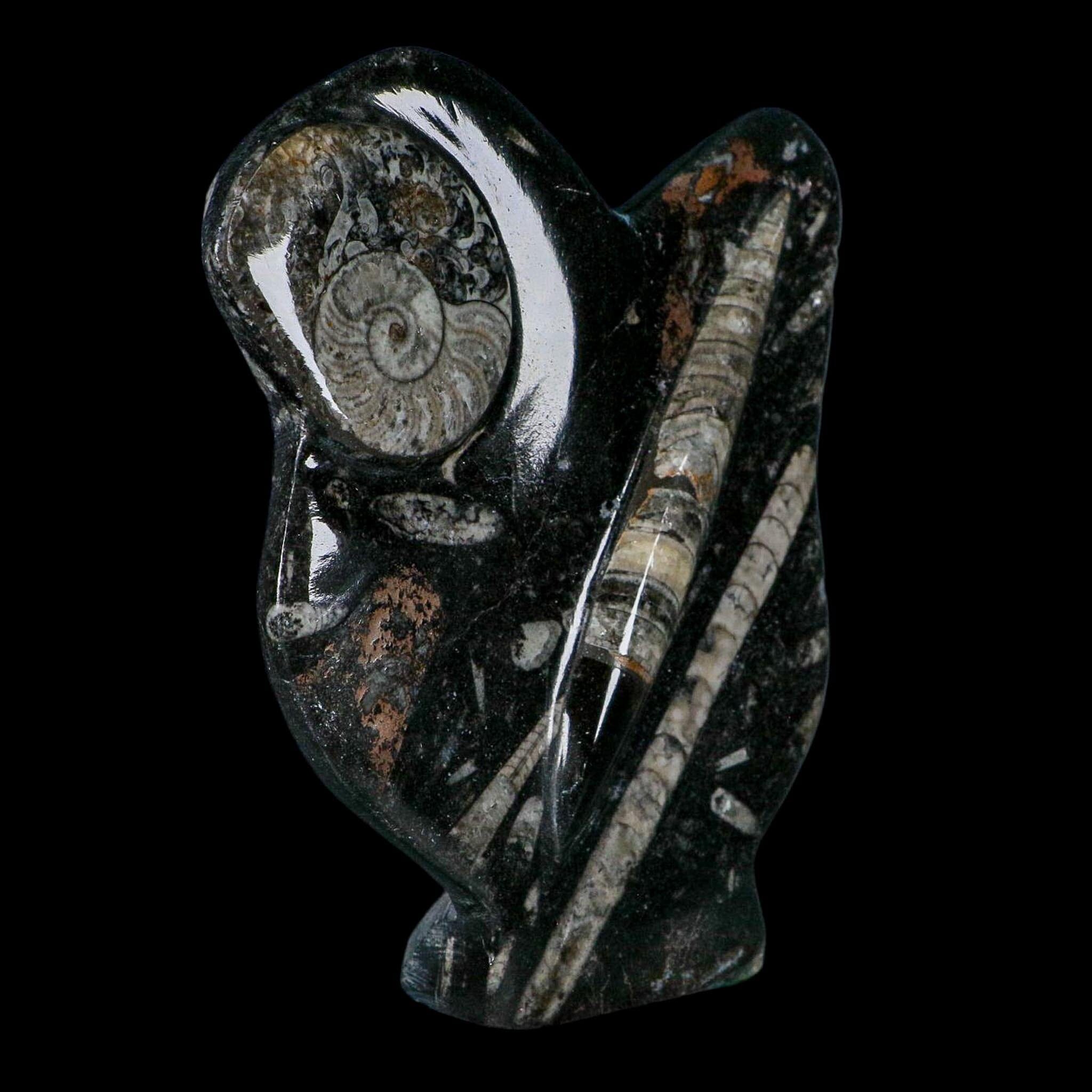 6.2" Orthoceras And Goniatite Ammonite Fossil Display Erfoud Morocco Devonian Age