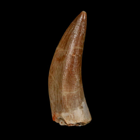 1.5" Plesiosaur Zarafasaura Tooth Fossil Cretaceous Dinosaur Era COA, Stand