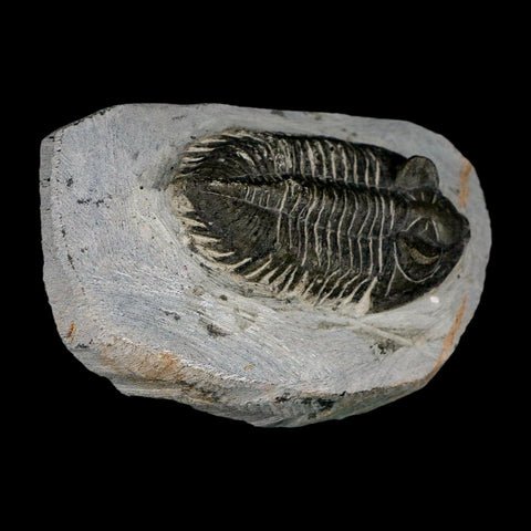 2.3" Metacanthina Issoumourensis Trilobite Fossil Devonian Age 400 Mil Yrs Old COA - Fossil Age Minerals