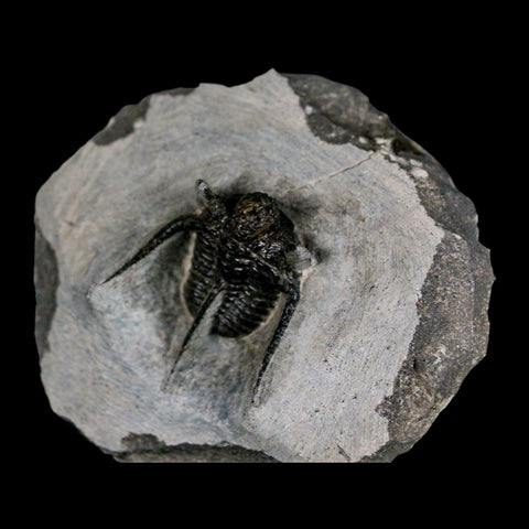 1.3" Cyphaspis Otarion Spiny Trilobite Fossil Devonian Age 400 Mil Yrs Old COA - Fossil Age Minerals