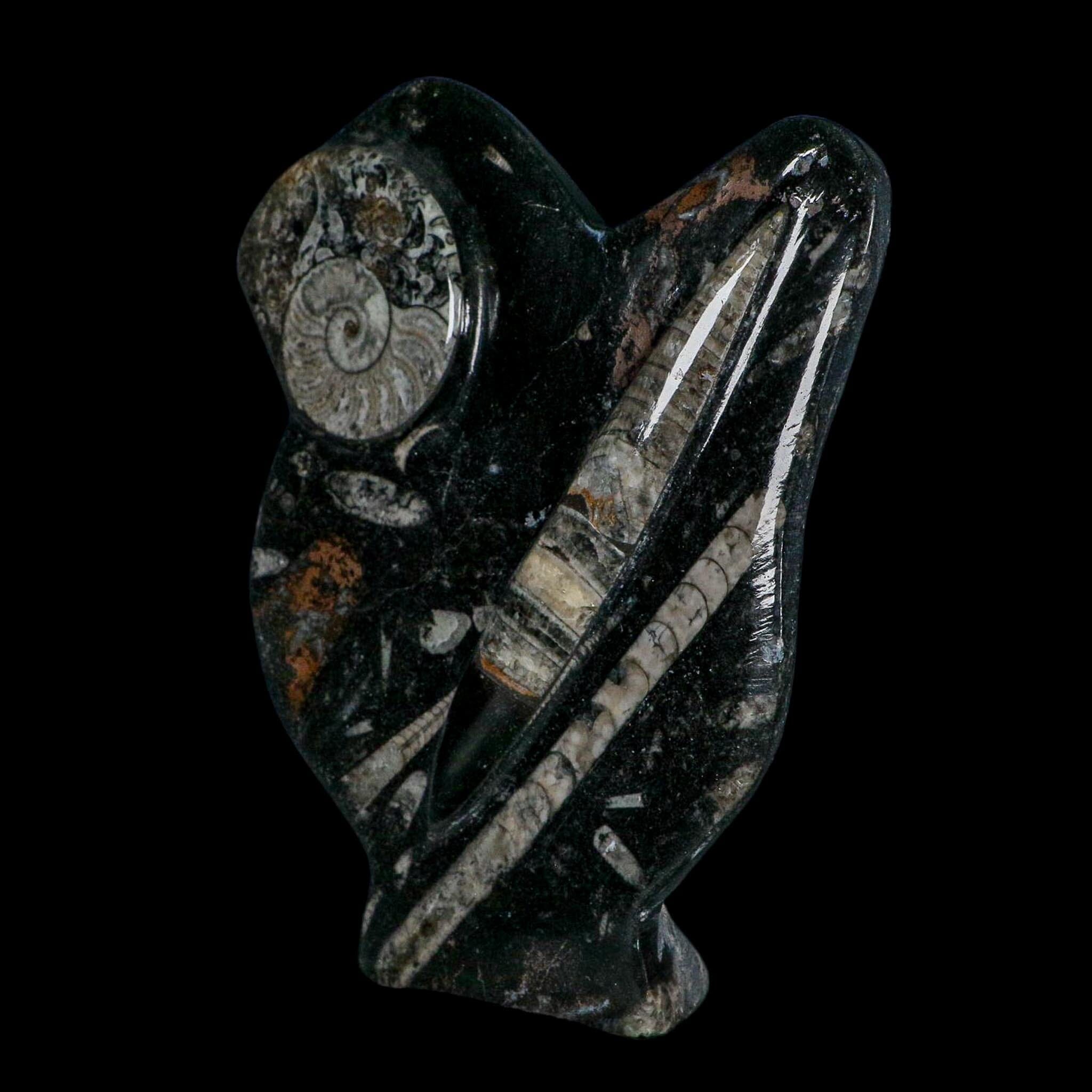 6.2" Orthoceras And Goniatite Ammonite Fossil Display Erfoud Morocco Devonian Age