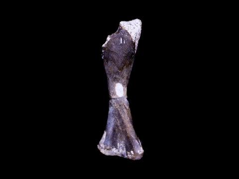 Captorhinus Aguti Fossil Femur Bone Permian Age Reptile 299 Mil Yrs Old Display COA - Fossil Age Minerals