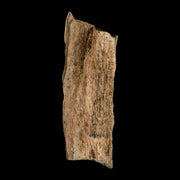2.2" Tyrannosaurus Rex Fossil Bone Dinosaur Lance Creek Formation Wyoming COA