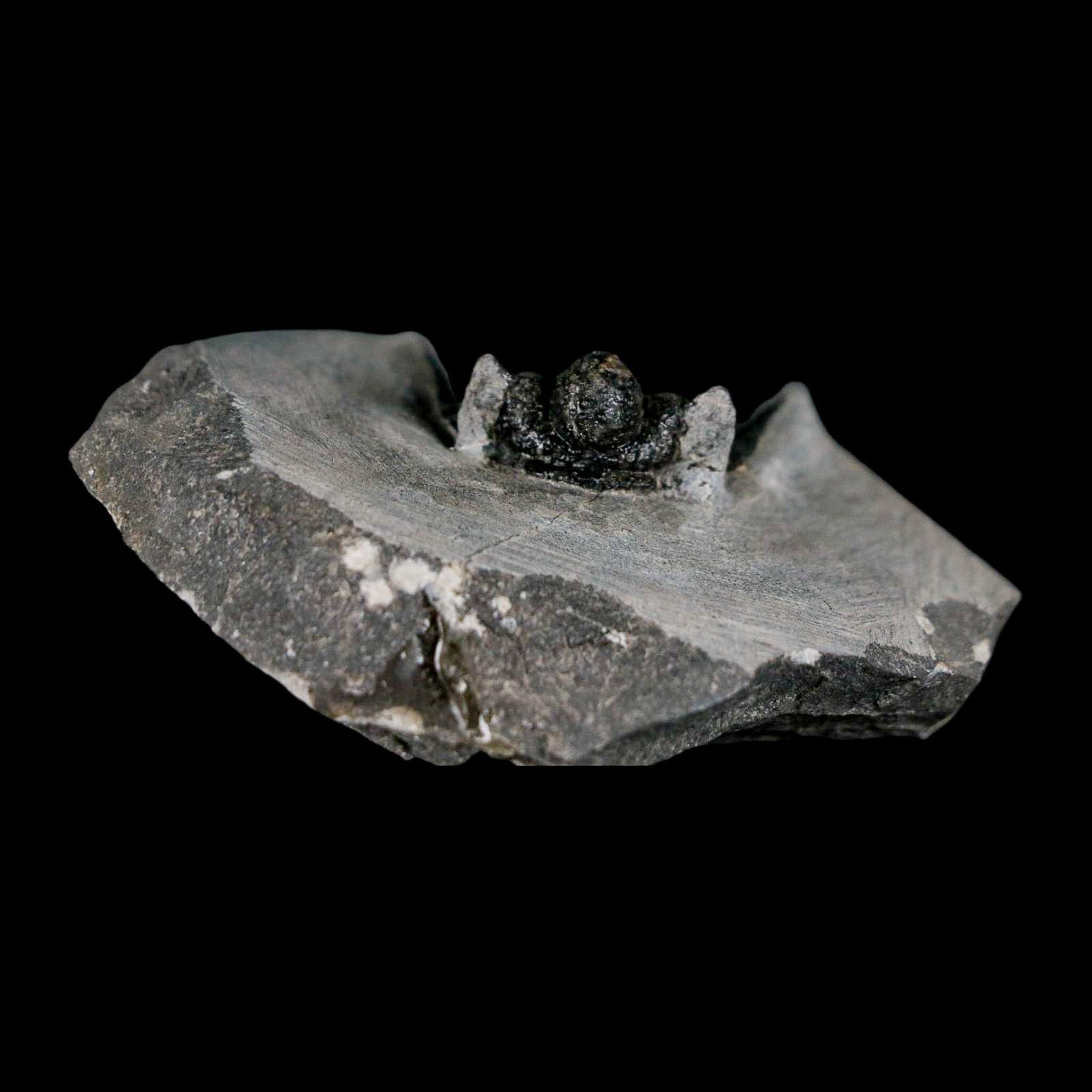 1.3" Cyphaspis Otarion Spiny Trilobite Fossil Devonian Age 400 Mil Yrs Old COA - Fossil Age Minerals