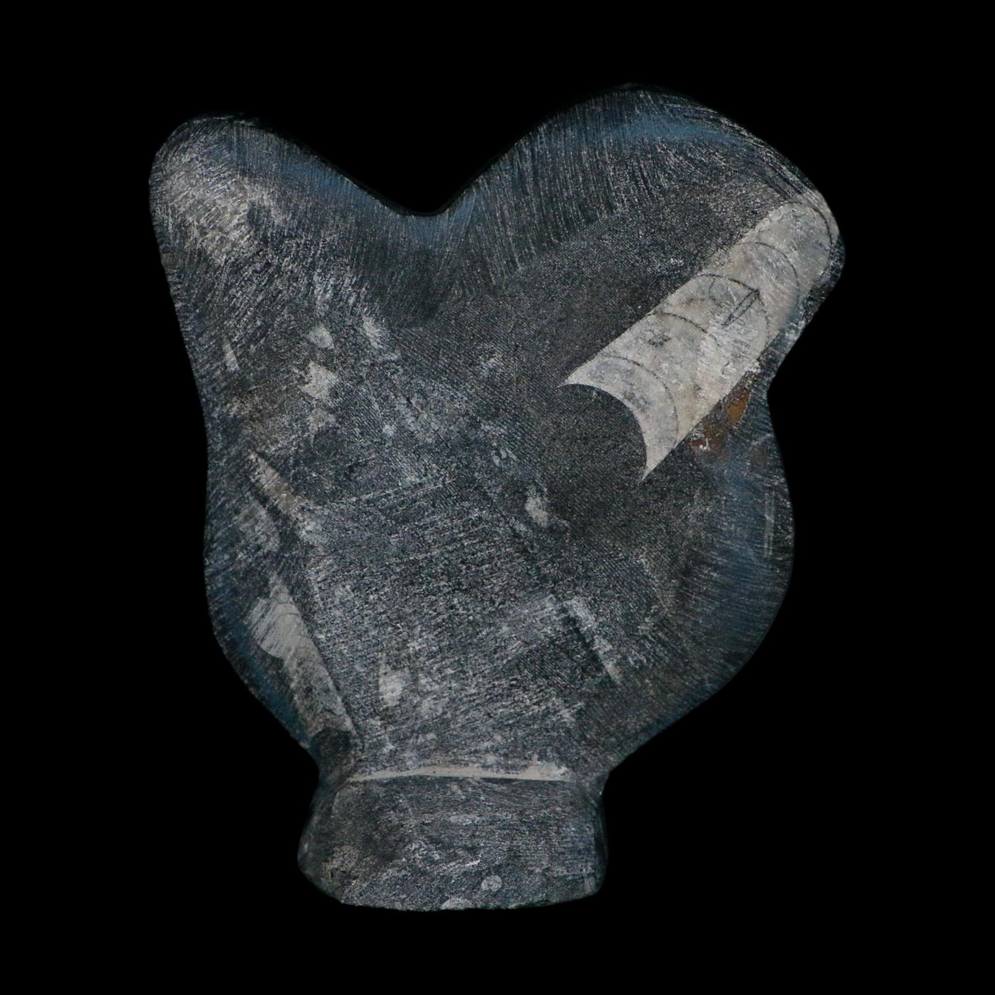 6.2" Orthoceras And Goniatite Ammonite Fossil Display Erfoud Morocco Devonian Age