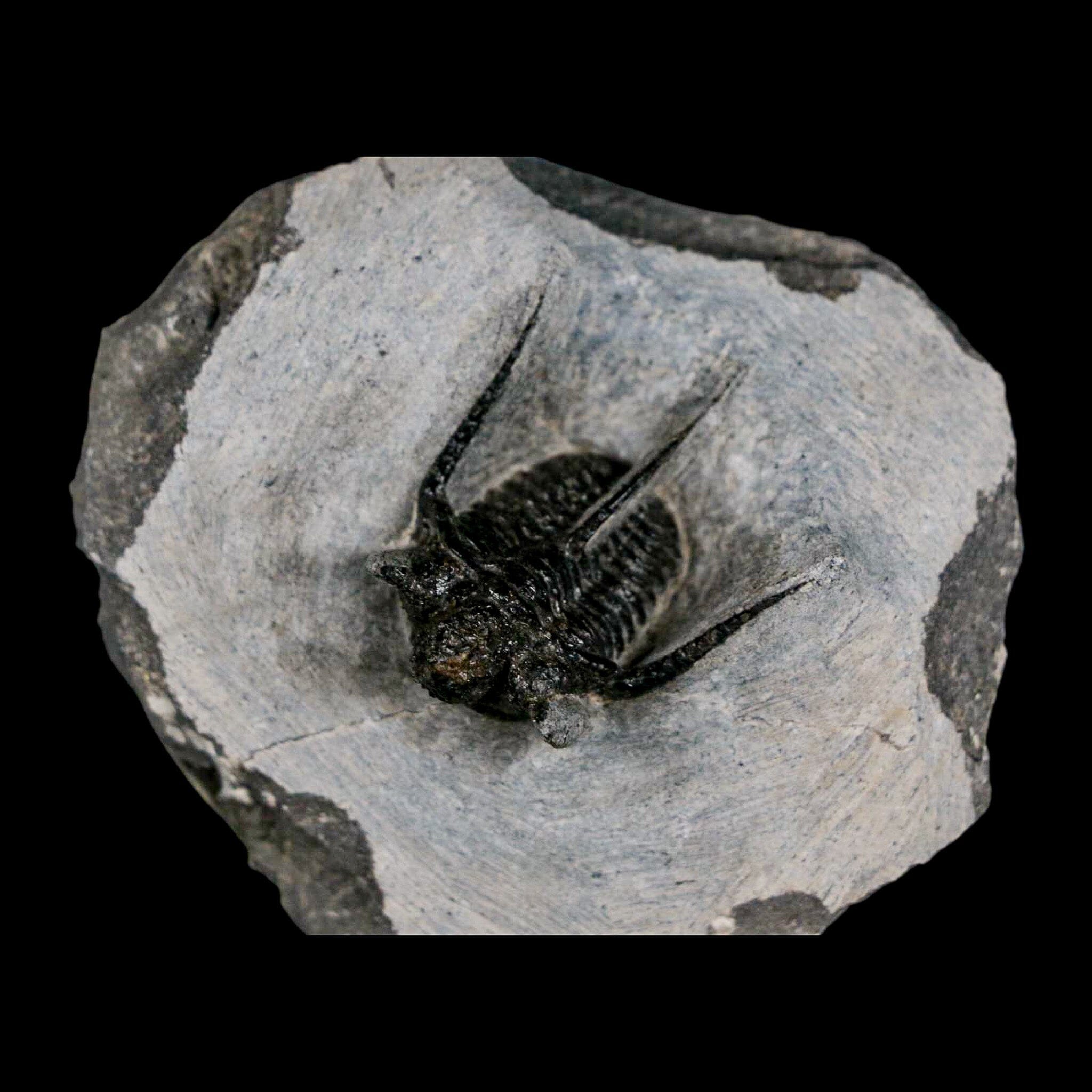 1.3" Cyphaspis Otarion Spiny Trilobite Fossil Devonian Age 400 Mil Yrs Old COA - Fossil Age Minerals