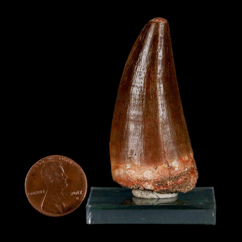 XL 2.1"  Mosasaur Prognathodon Fossil Tooth Cretaceous Dinosaur Era COA & Stand