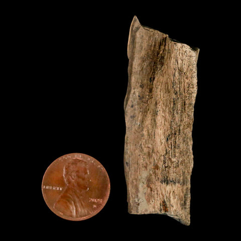 2.2" Tyrannosaurus Rex Fossil Bone Dinosaur Lance Creek Formation Wyoming COA - Fossil Age Minerals