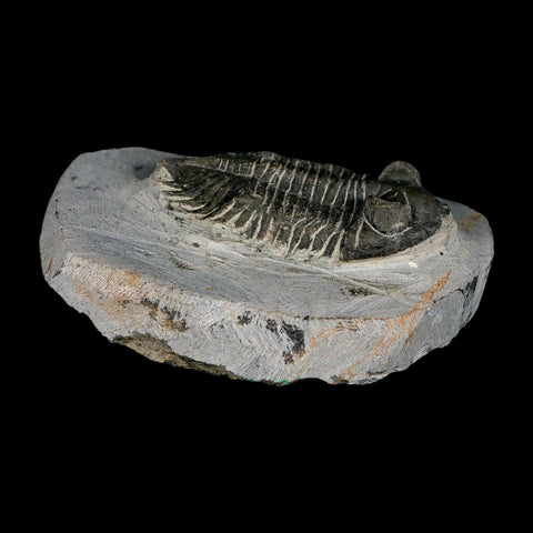 2.3" Metacanthina Issoumourensis Trilobite Fossil Devonian Age 400 Mil Yrs Old COA - Fossil Age Minerals