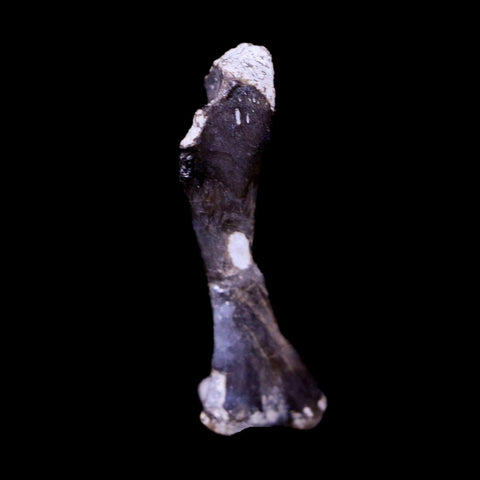 Captorhinus Aguti Fossil Femur Bone Permian Age Reptile 299 Mil Yrs Old Display COA - Fossil Age Minerals