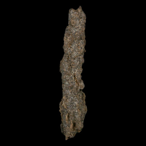 3.9" Fulgurite Petrified Lightning Strike Glass Sahara Desert Algeria - Fossil Age Minerals