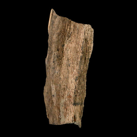 2.2" Tyrannosaurus Rex Fossil Bone Dinosaur Lance Creek Formation Wyoming COA