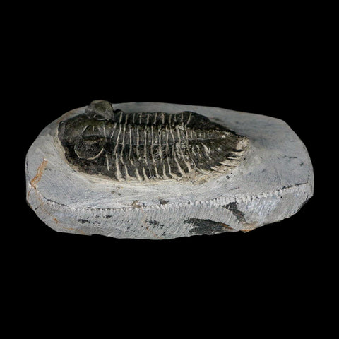 2.3" Metacanthina Issoumourensis Trilobite Fossil Devonian Age 400 Mil Yrs Old COA - Fossil Age Minerals
