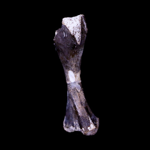 Captorhinus Aguti Fossil Femur Bone Permian Age Reptile 299 Mil Yrs Old Display COA - Fossil Age Minerals