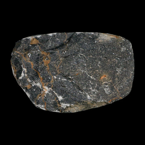 2.3" Metacanthina Issoumourensis Trilobite Fossil Devonian Age 400 Mil Yrs Old COA - Fossil Age Minerals