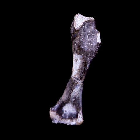 Captorhinus Aguti Fossil Femur Bone Permian Age Reptile 299 Mil Yrs Old Display COA - Fossil Age Minerals