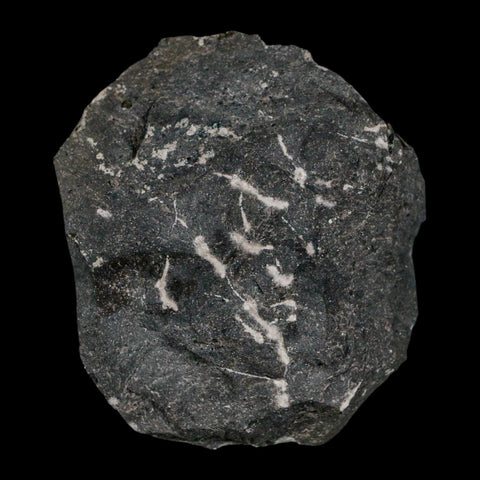 1.3" Cyphaspis Otarion Spiny Trilobite Fossil Devonian Age 400 Mil Yrs Old COA - Fossil Age Minerals